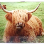 Highland Cow Chopping Board